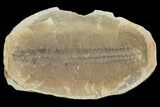 Fossil Fern (Pecopteris) Pos/Neg - Mazon Creek #121190-1
